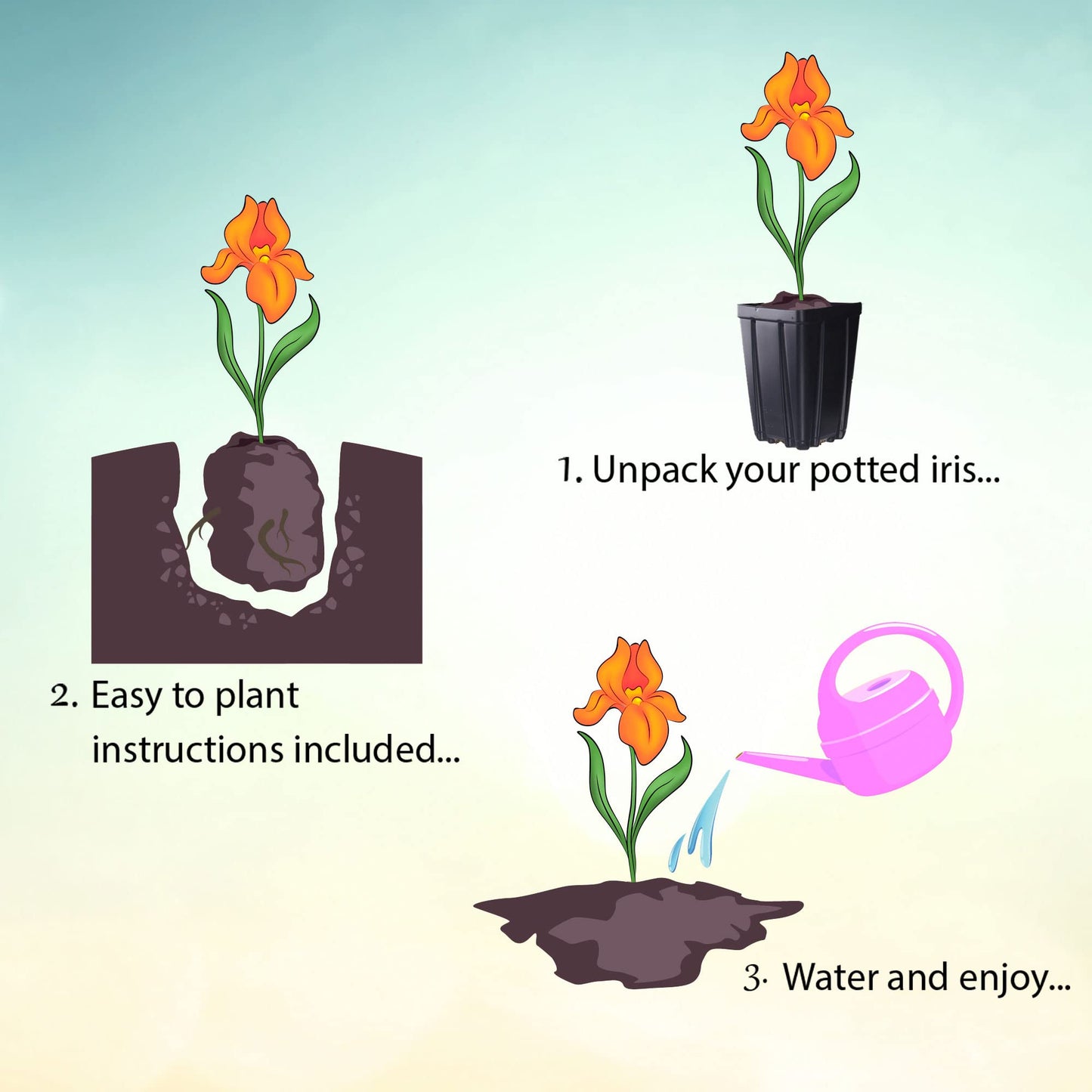 Bearded Iris for Veronica Plant Potted - Deep Purple Black Flowers, Stargazer Perennials