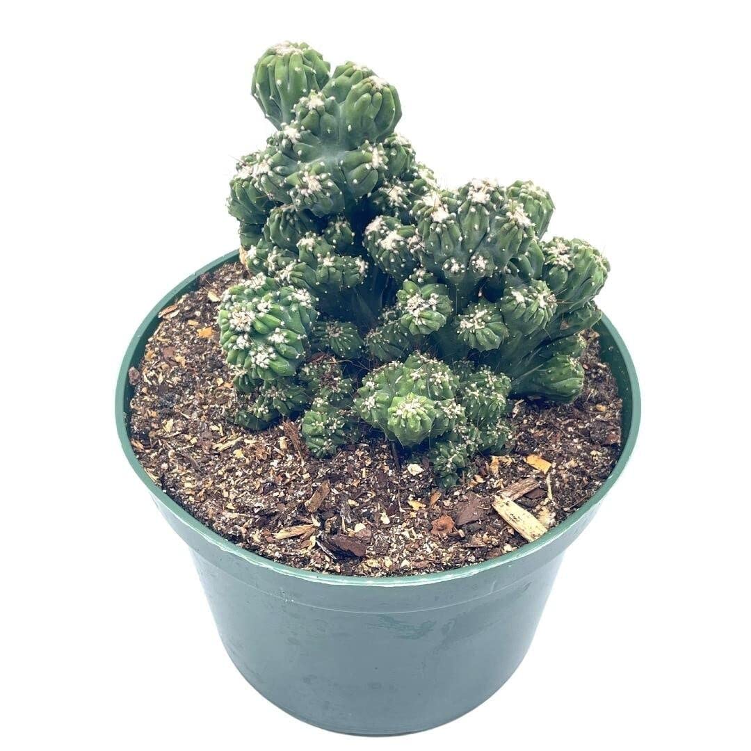 BubbleBlooms Crested Cereus Cactus in a 6 inch Pot Peruvian Apple Cactus, Repandus, uruguayanus, Hedge Cacti