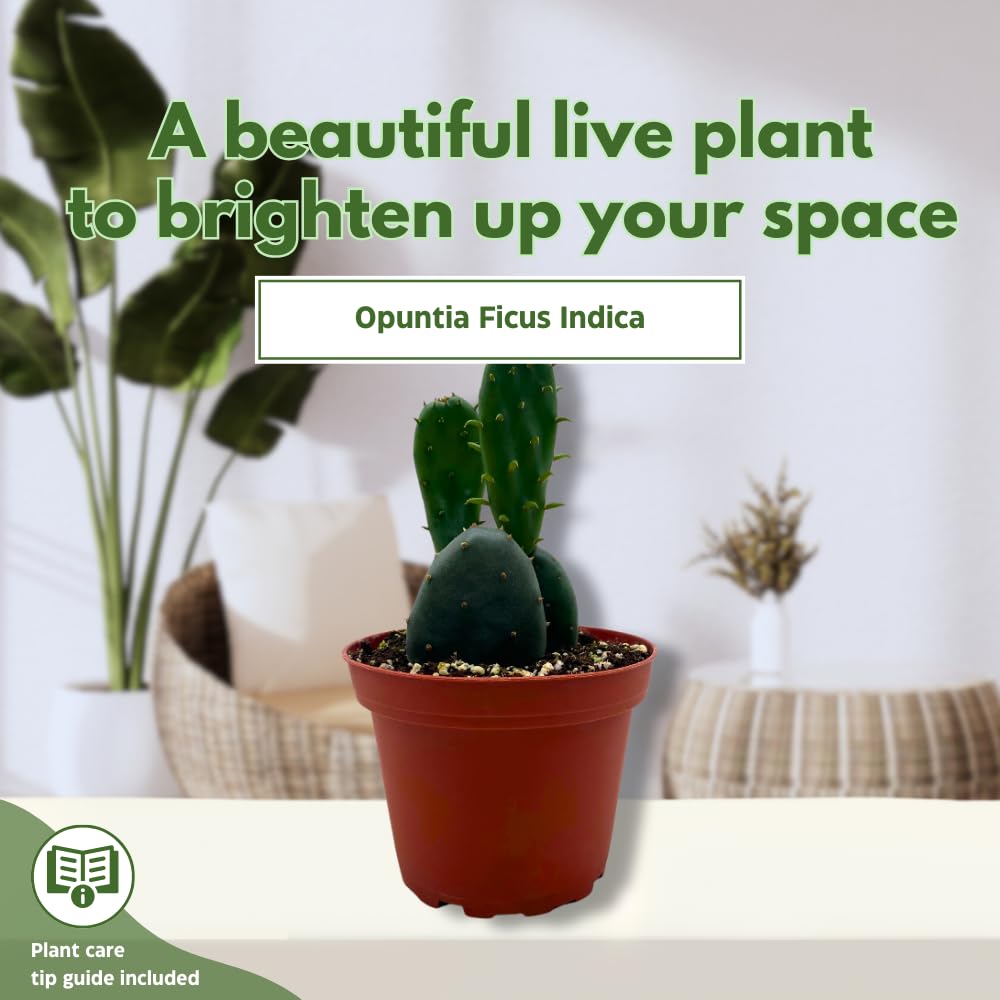 BubbleBlooms Opuntia ficus-Indica, Prickly Pear Cactus, Rare Cactus in a 4 inch Pot Well Rooted