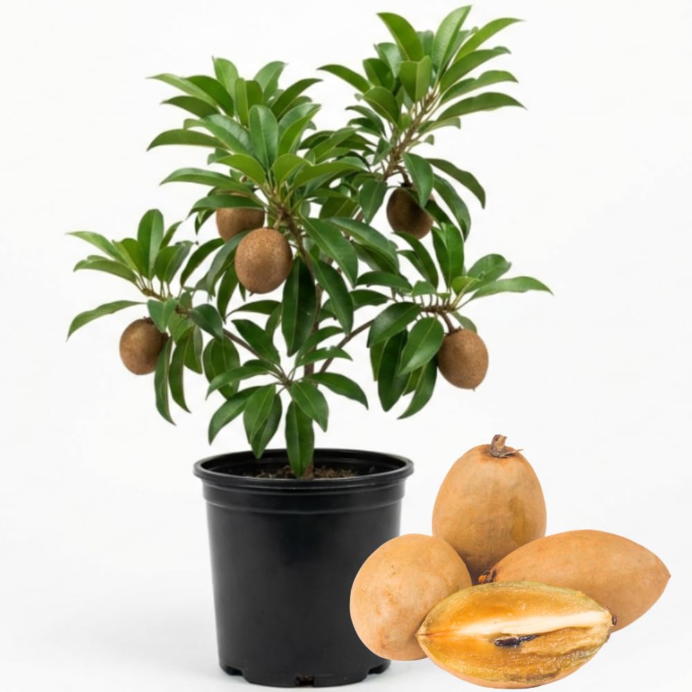 Sapodilla Tree, 3 Gallon Pot, 2 to 3 Ft Tall Sapodilla Fruit Plant for Planting Outdoors, No Ship to CA