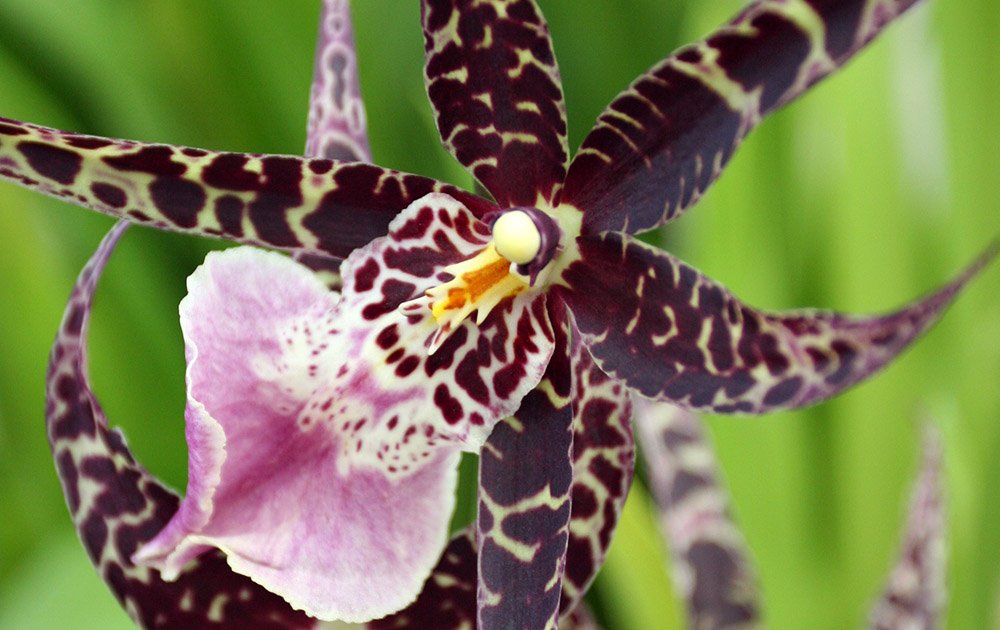 4 Live Orchid Plants to Choose (Oncidiums)