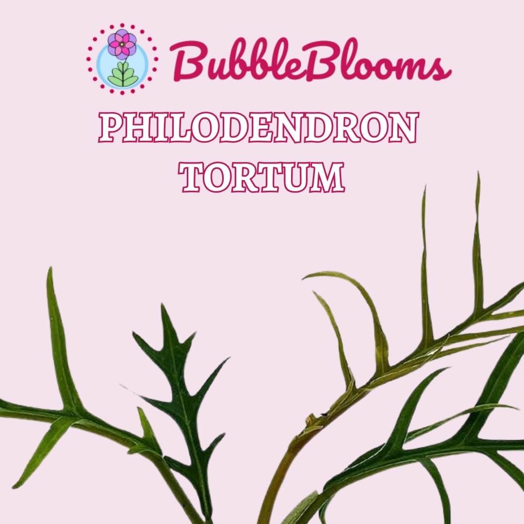 BubbleBlooms Philodendron Tortum 2 inch Set of 3 Corkscrew Philo Elegans bipinattifidum Tiny Mini Pixie Plants