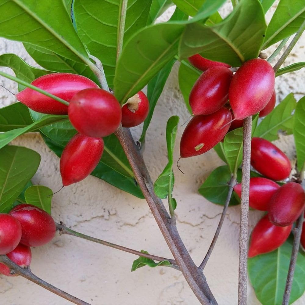 Miracle Fruit Tree 1-2ft Tall, Miracle Fruit Tree Plant Live for Planting in Garden, in 1 Gallon Pot, No Ship to CA