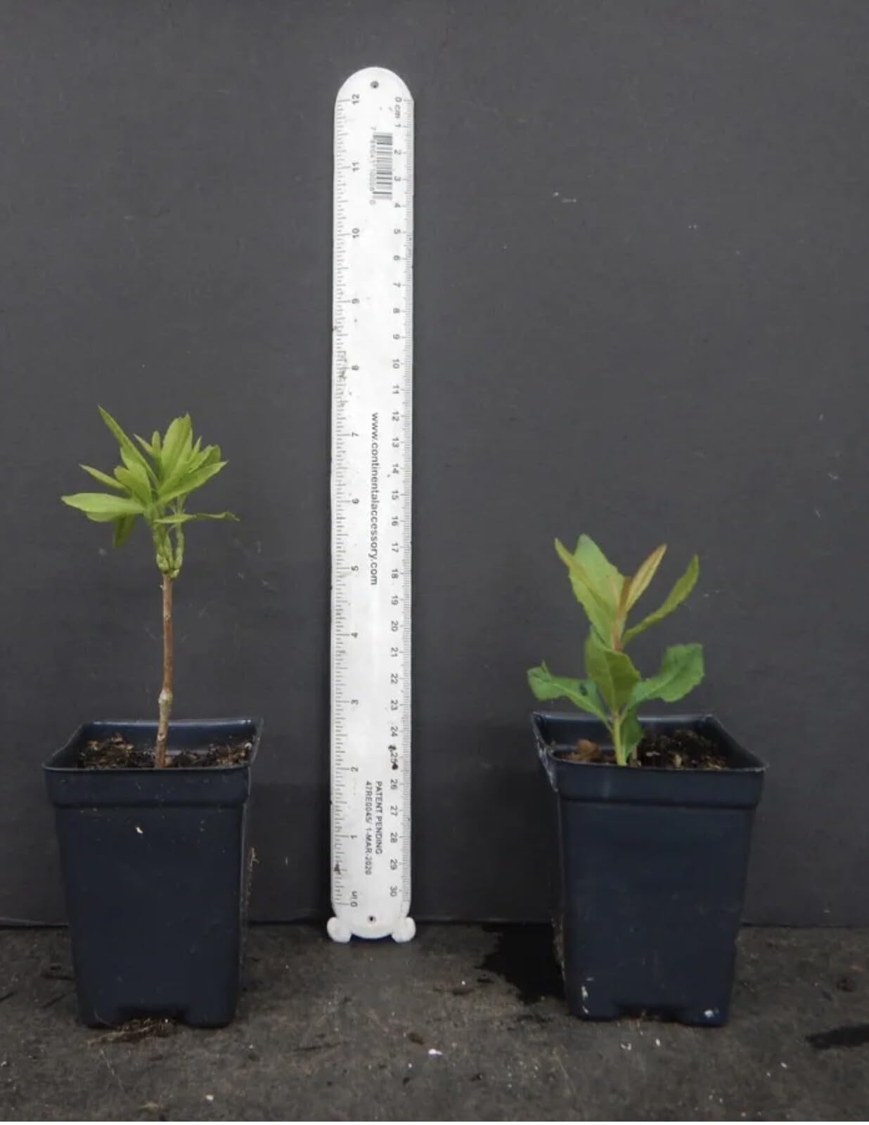 Live Plant - Tallulah Sunrise Deciduous Azalea Rhododendron Rooted “Small “Starter Plant