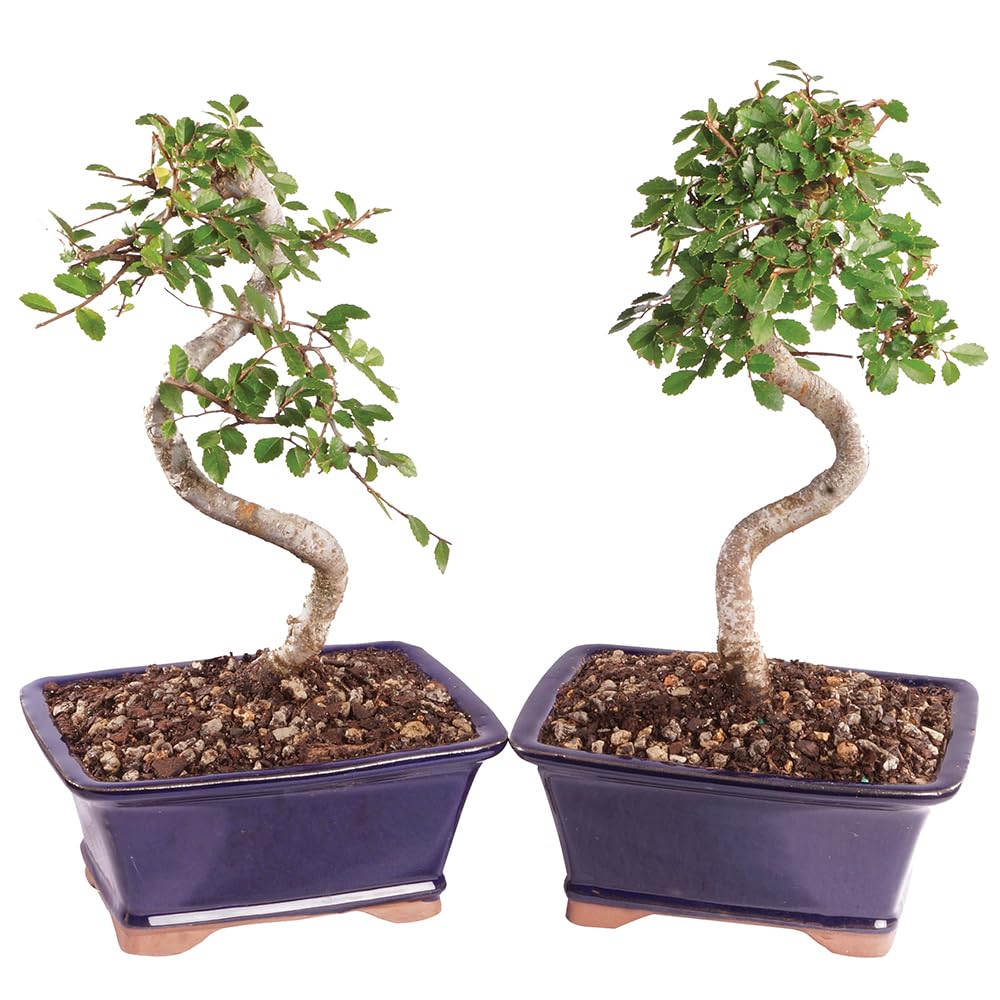 Brussel's Bonsai Live Chinese Elm Bonsai Tree, Outdoor, 2 Pack - Small, 5 Years Old, 6 to 8 inches Tall - Includes Decorative Ceramic Bonsai Pots