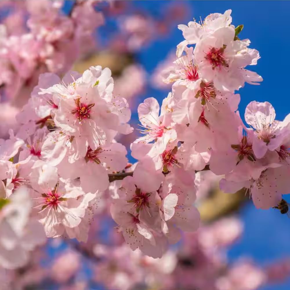 Cherry Blossom Tree, Live Ornamental Tree 6-12" Tall in Pot, Beautiful Spring Blooms for Outdoor Planting (Light Pink Cherry Blossom)