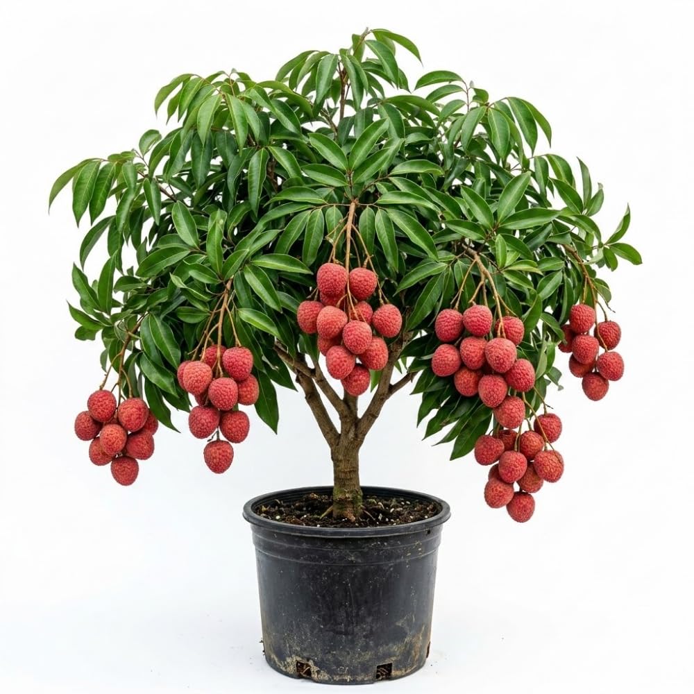Sweet Lychee Tree Live Plant, Tropical Litchi Fruit Tree, 3-4 Ft Tall for Outdoor Garden, No Shipping to CA