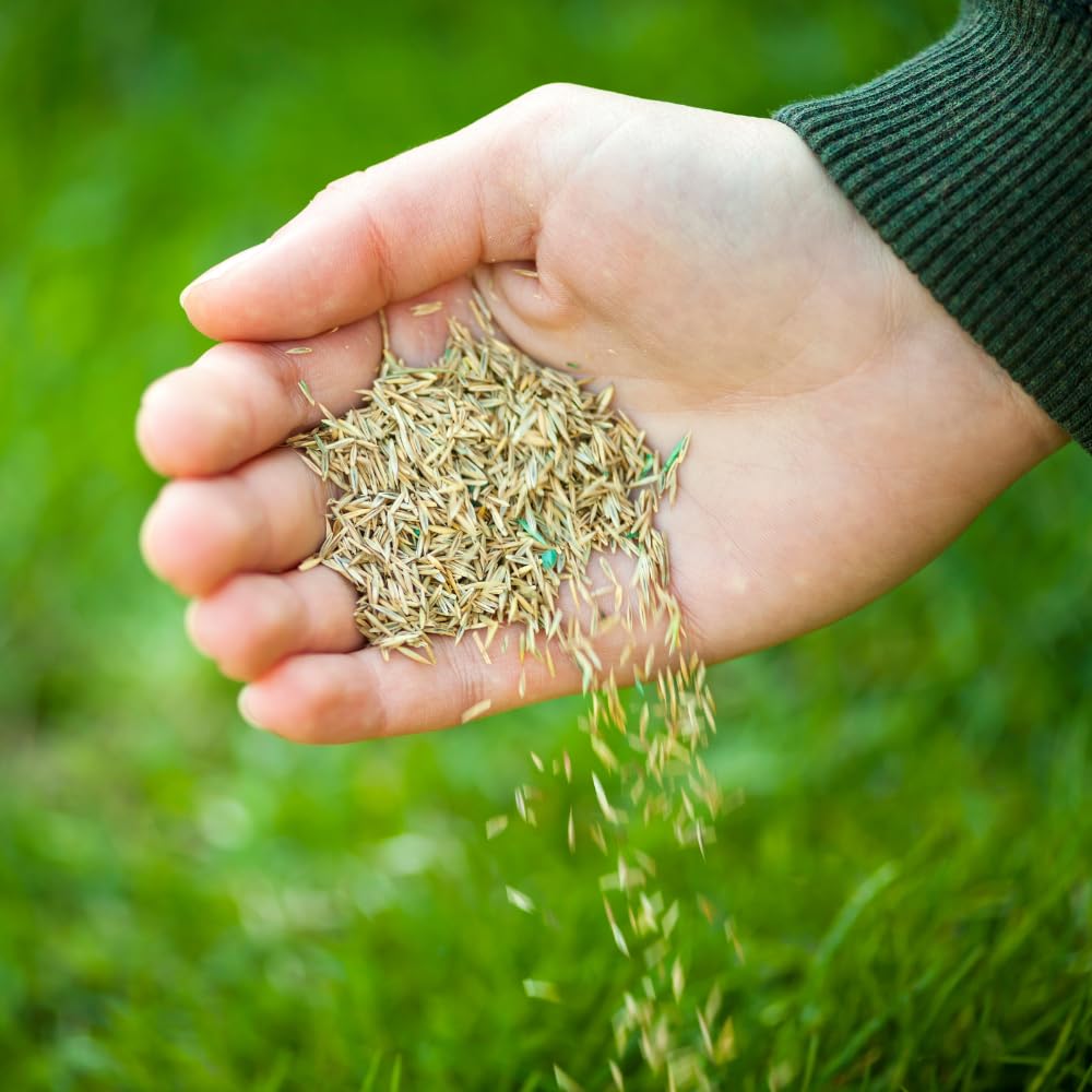10000 Zoysia Grass Seed, Zoysia Emerald Grass Seeds for Lawn, Soft Texture and Drought Tolerant Grass Seed
