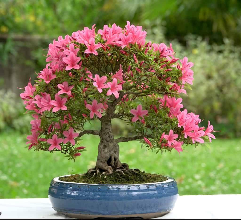 Hampton Beauty (Pericat) Azalea - Live Plant - (1 QT)