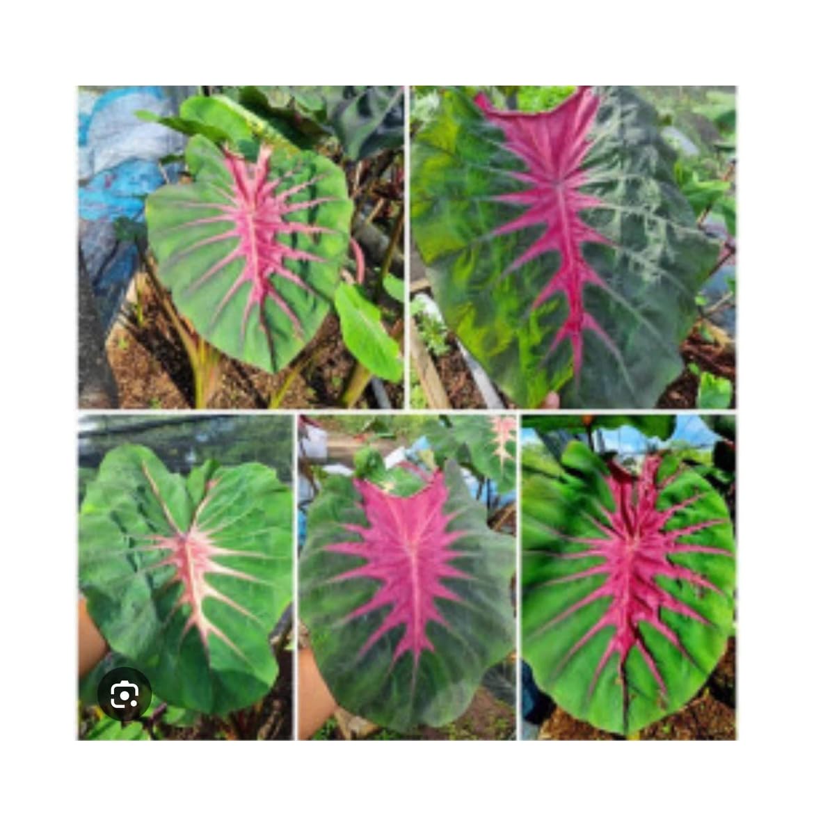 Live Plant - Madeira Star- Colocasia esculenta- Elephant Ear - Small Rooted Starter Plant