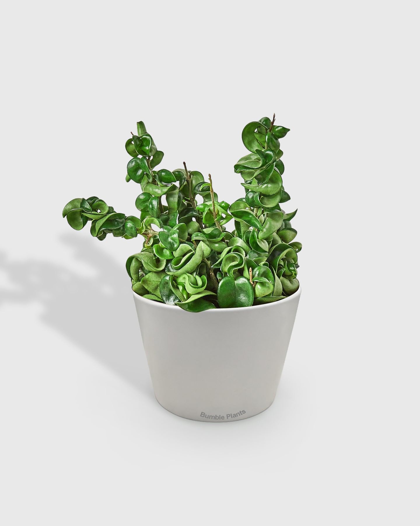Hoya Hindu Rope Krinkle Curl-4" Pot/White Cyclinder - Live Plant Easy Care, Low Maintenance for Home Decor - Air Purification Houseplant