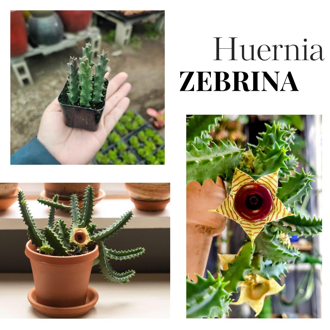 Lifesaver Zebrina Starfish Cactus Cactus Plant, Trailing Cactus Succulent Well Rooted in 2" Pot Ornamental Houseplant for Hanging Basket
