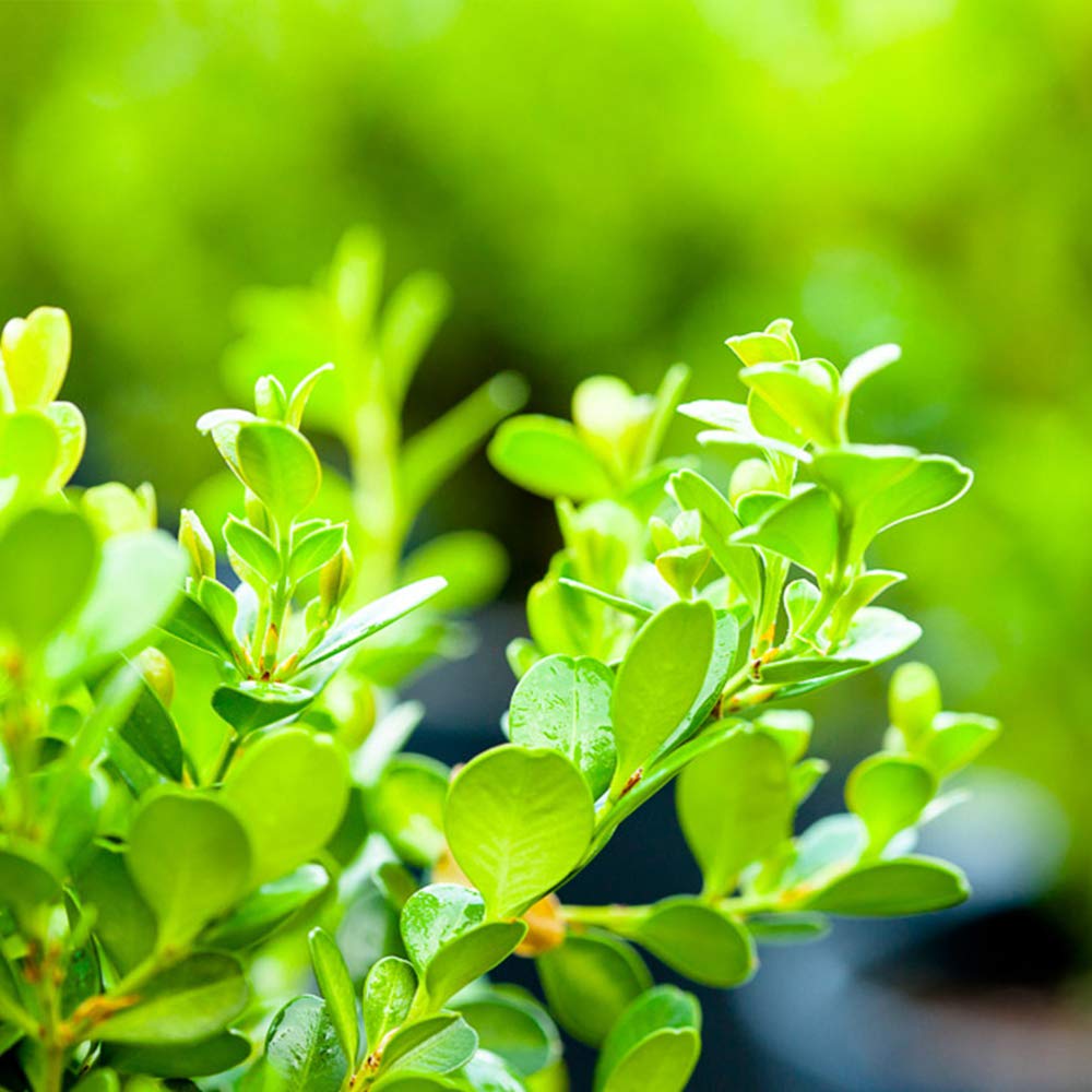 Japanese Boxwood 1 Gallon