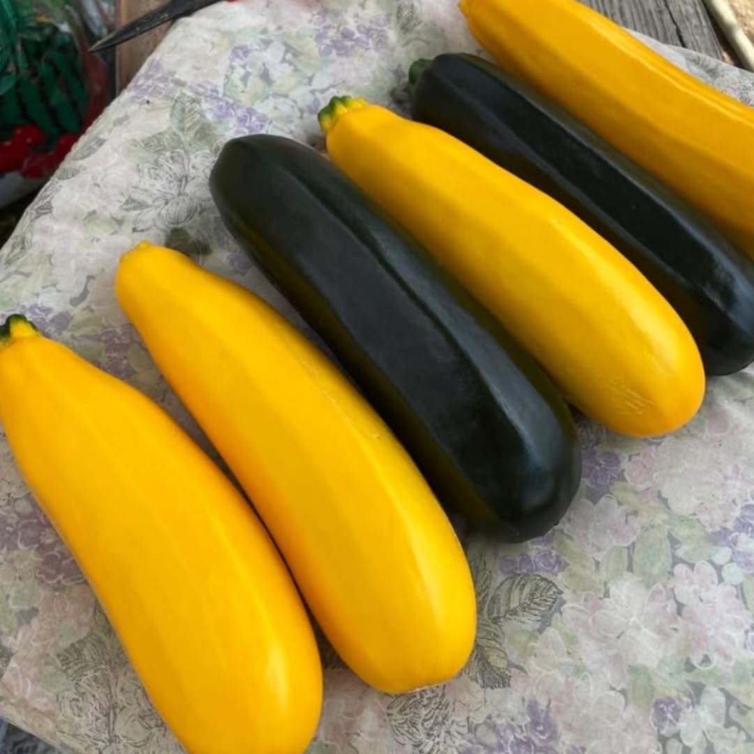 4''-7'' Yellow Squash Plants Live, 4 Inc Potted, Zucchini Plants Live for Planting - Set 4 Plants
