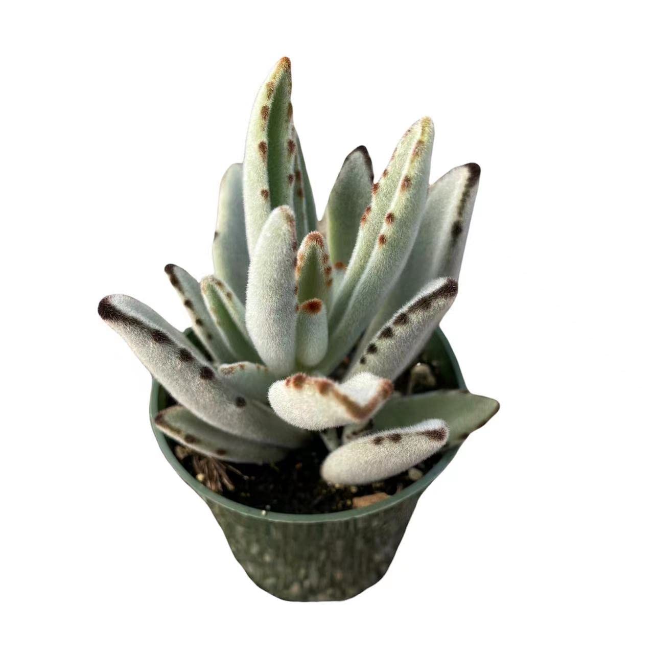 FOLIAGEMS Live Succulent Cactus Plants from USKC (4" Pot Kalanchoe Tomentosa Panda)