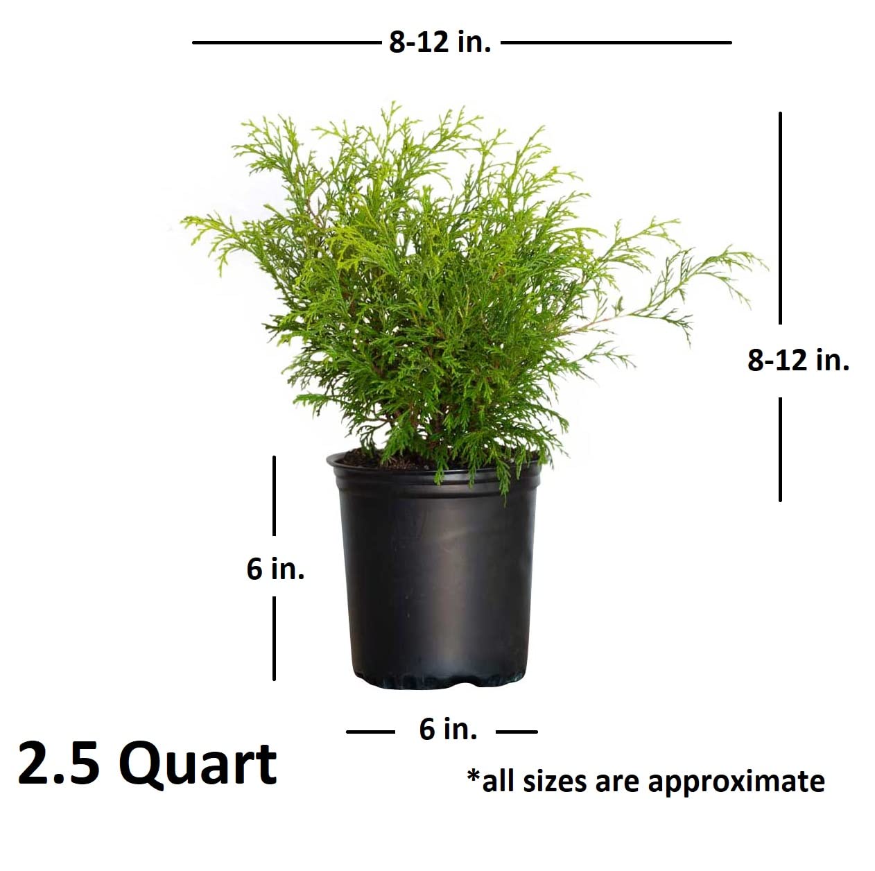 Gold Mop Threadleaf False Cypress (2.5 Quart) Weeping Evergreen Shrub with Yellow Foliage - Japanese Chamaecyparis Pisifera