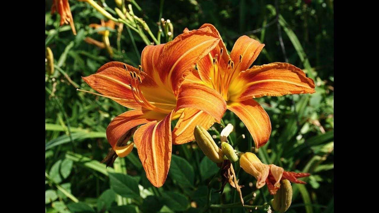 Live Plant - 10 Wild Orange Daylily Fans/Root Systems - Ditch Lily - (Hemerocallis fulva)