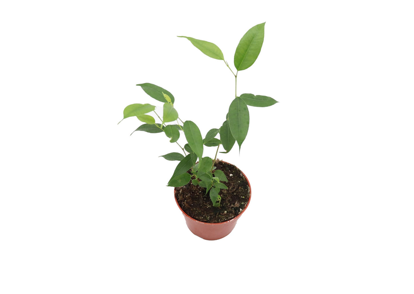 Ficus Benjamina Weeping Fig - 4'' from California Tropicals