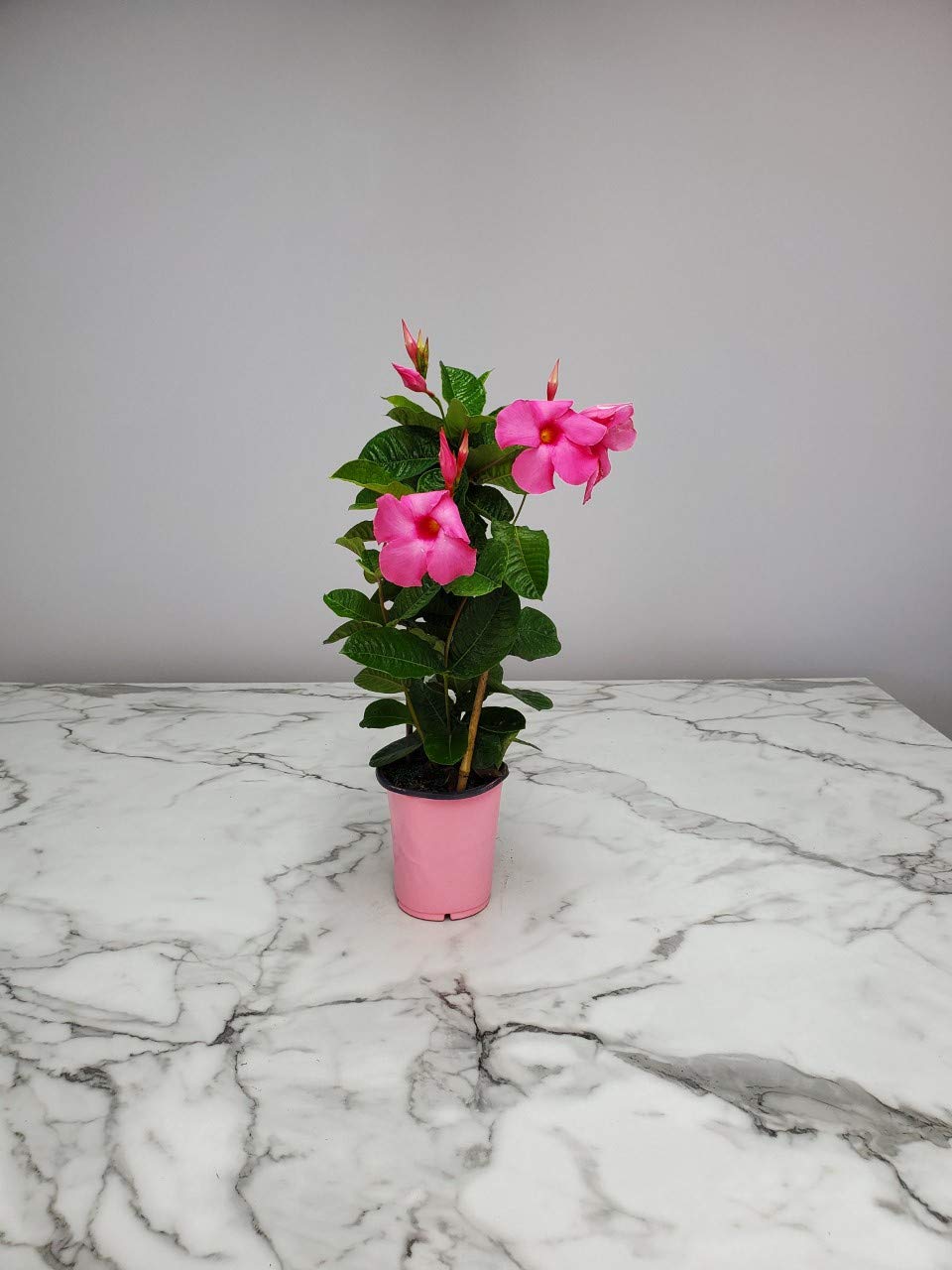 Pink Mandevilla Plant with Trellis - Live Flowering Plant - Tropical Plants of Florida - 18" to 20" Overall Height, 18" Hoop - 1 Gallon (Plant Only)