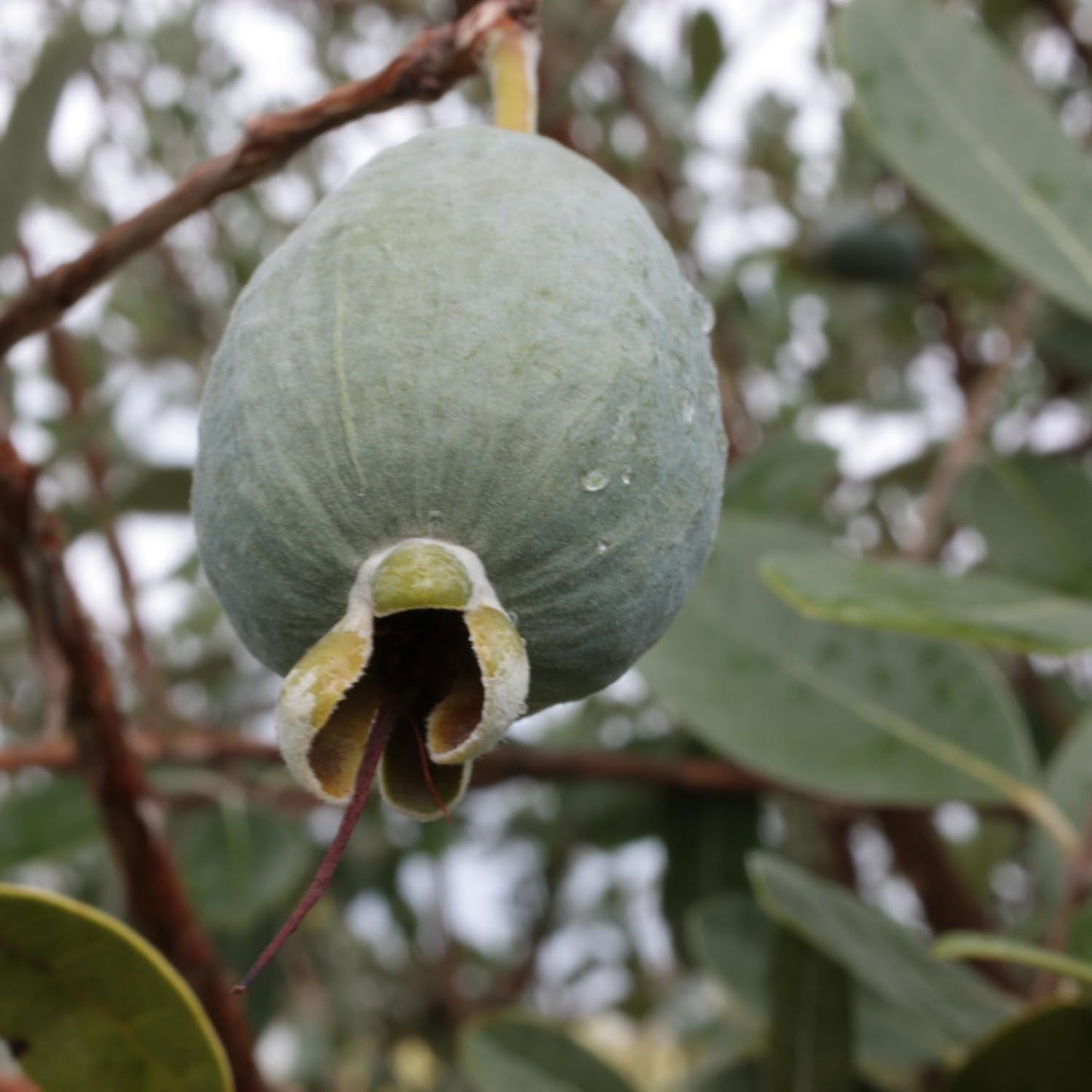 Pineapple Guava Tree Live Plant, 4 to 7 Inc, Guava Fruit Plant