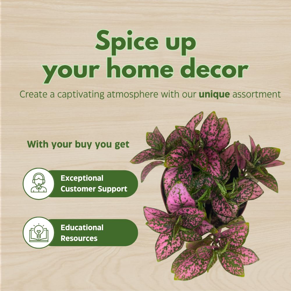 BubbleBlooms Pink Hypoestes phyllostachya 2 inch Set of 3 Flamingo Polka Dot Plant Tiny Mini Pixie Plants