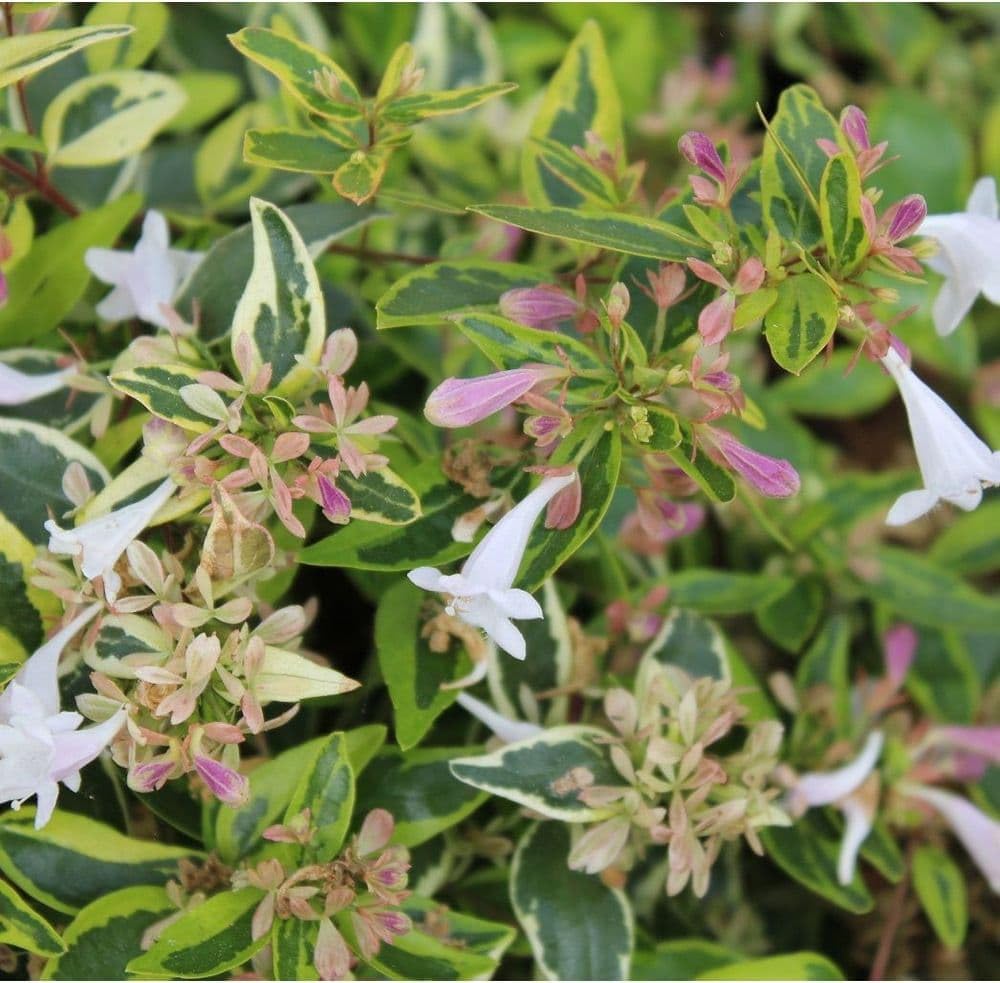 Hopley’s Abelia Live Shrubs – Compact Evergreen with Fragrant Pink Blossoms for Garden Borders, Patios, and Landscaping (7 Gallon/Potted/Single Plant)