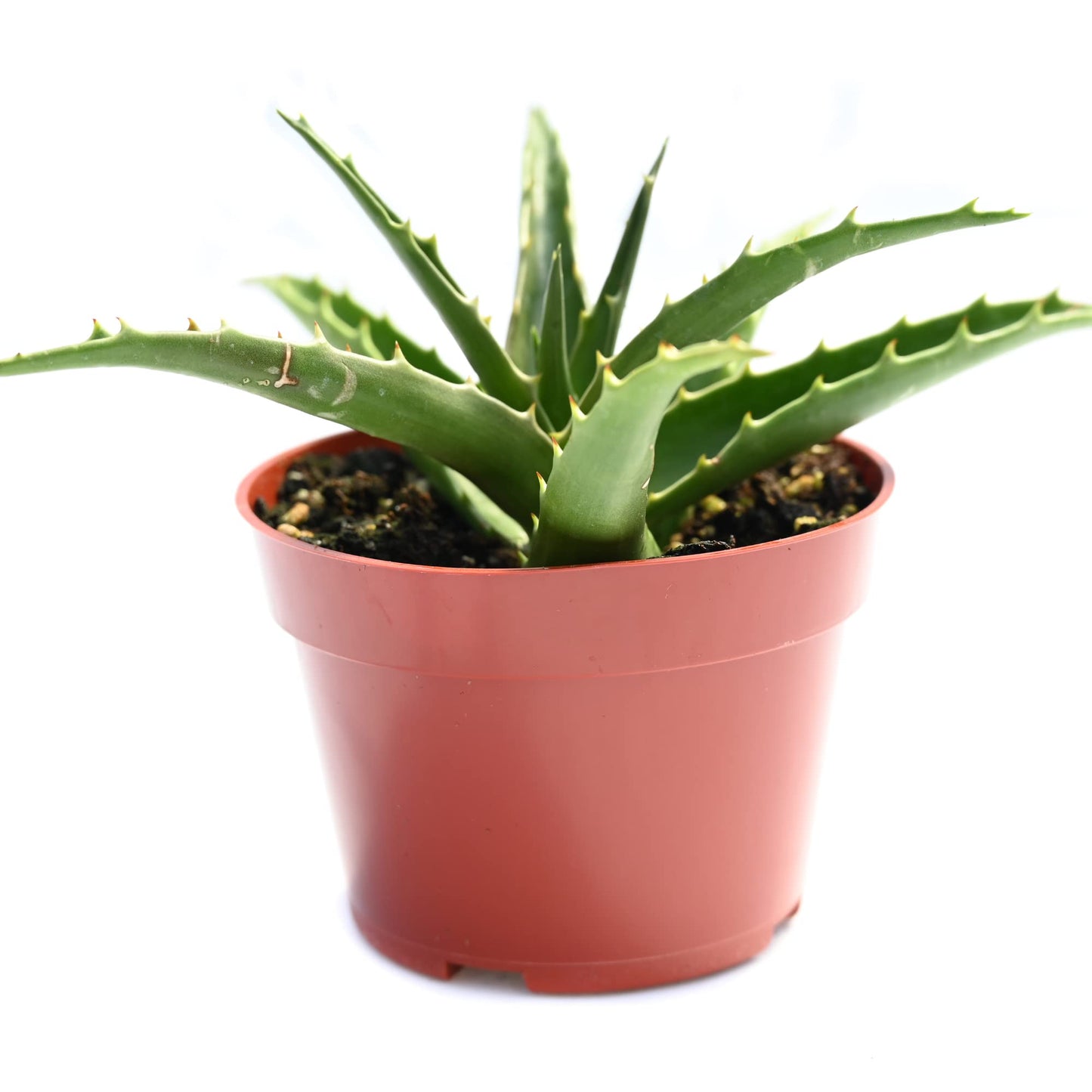 Live Aloe Succulent Plant – Fully Rooted Large 4-Inch Aloe Succulent (Aloe Morning Dew)