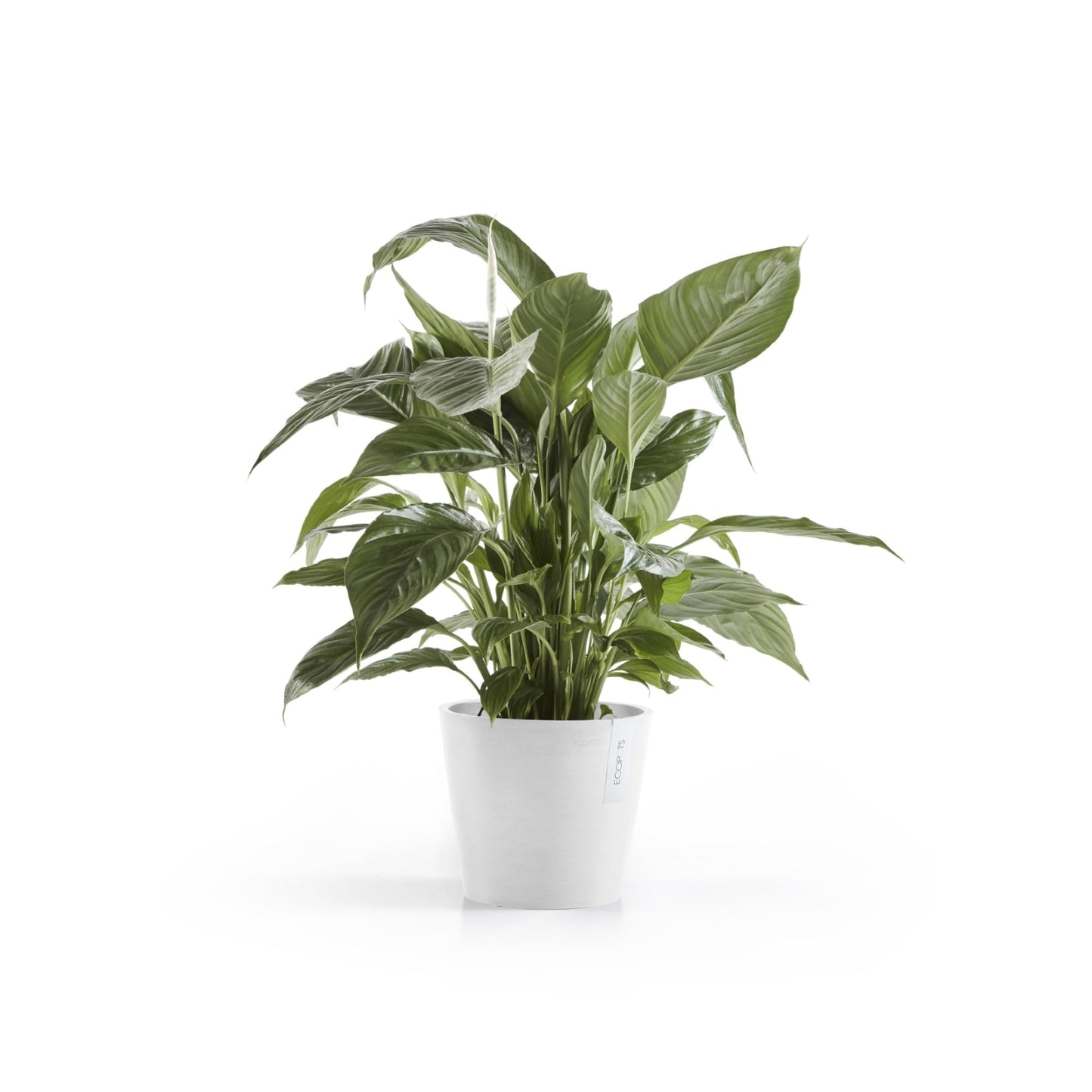 Ecopots Amsterdam Durable Modern Round Indoor/Outdoor Recycled-Based Composite Flower Pot Planter, Pure White, 8"