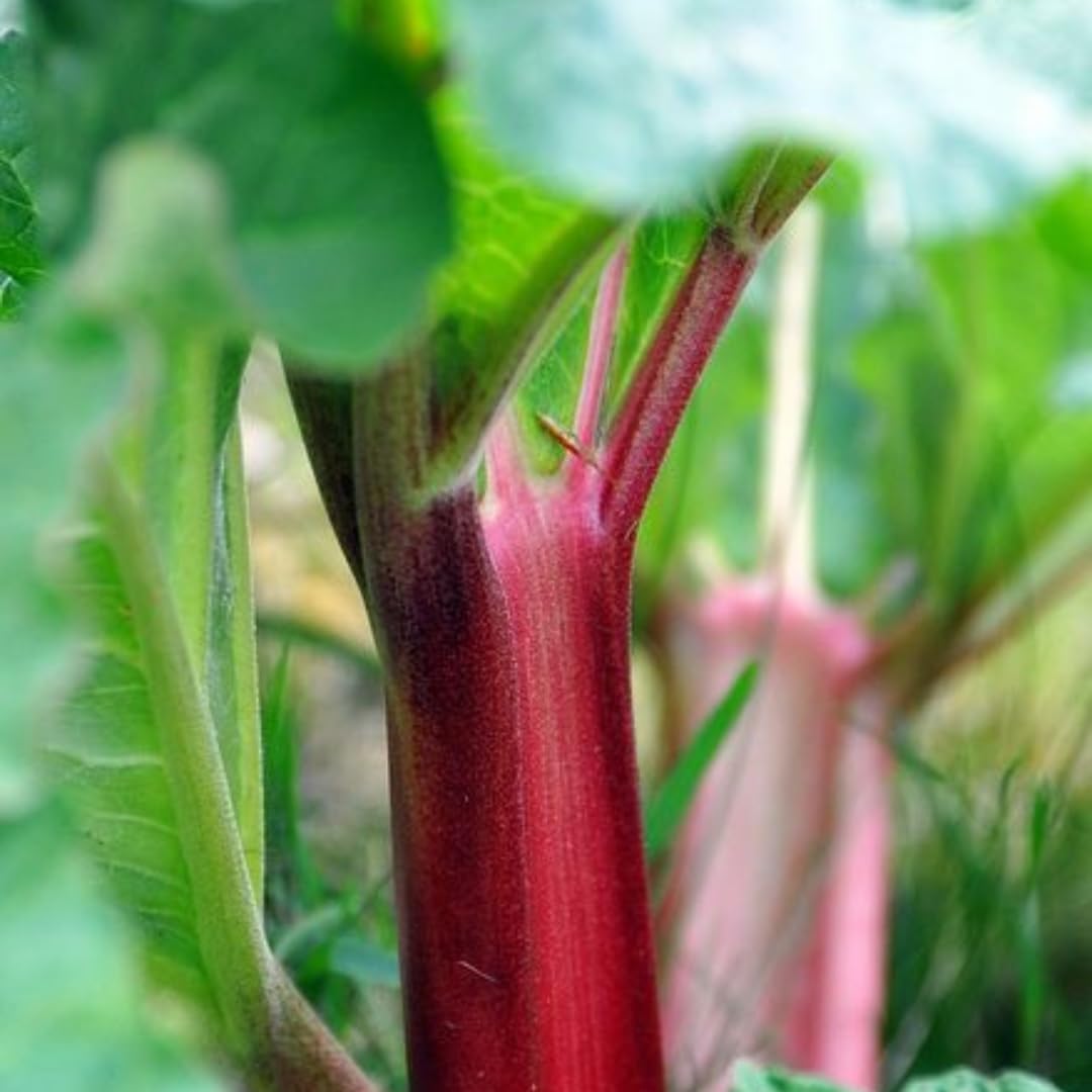 Victoria Rhubarb Plant, Well-Rooted 4-6" Rhubarb Root, Cold-Hardy High Yield Edible Plant for Backyard Rows