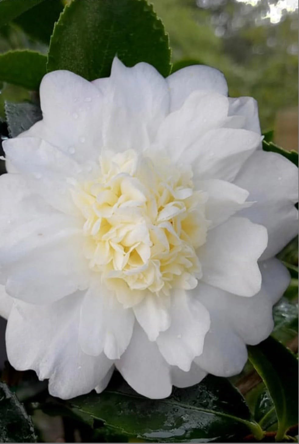 Live Plant - Winter’S Snowmancamellia Japonica-Live Starter Plant