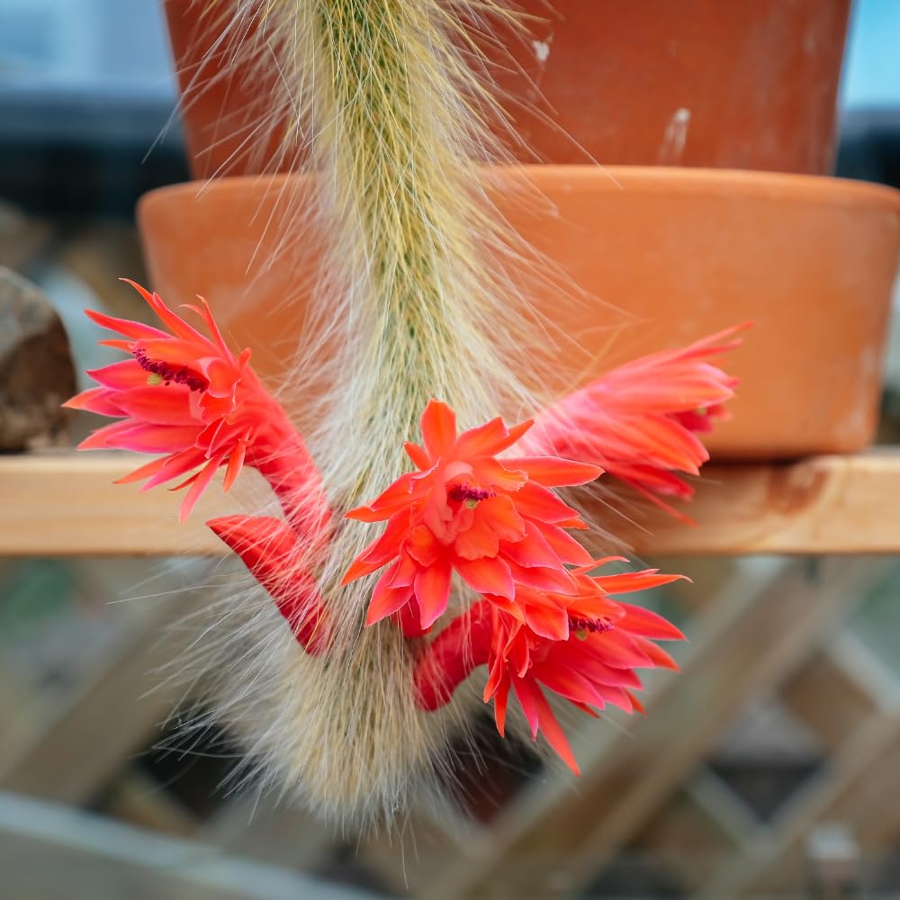 Monkey Tail Cactus Live Plant, Trailing Monkey Tail Cactus Plant, Houseplant Succulents in 2 Inch Pot for Indoor Outdoor Growing