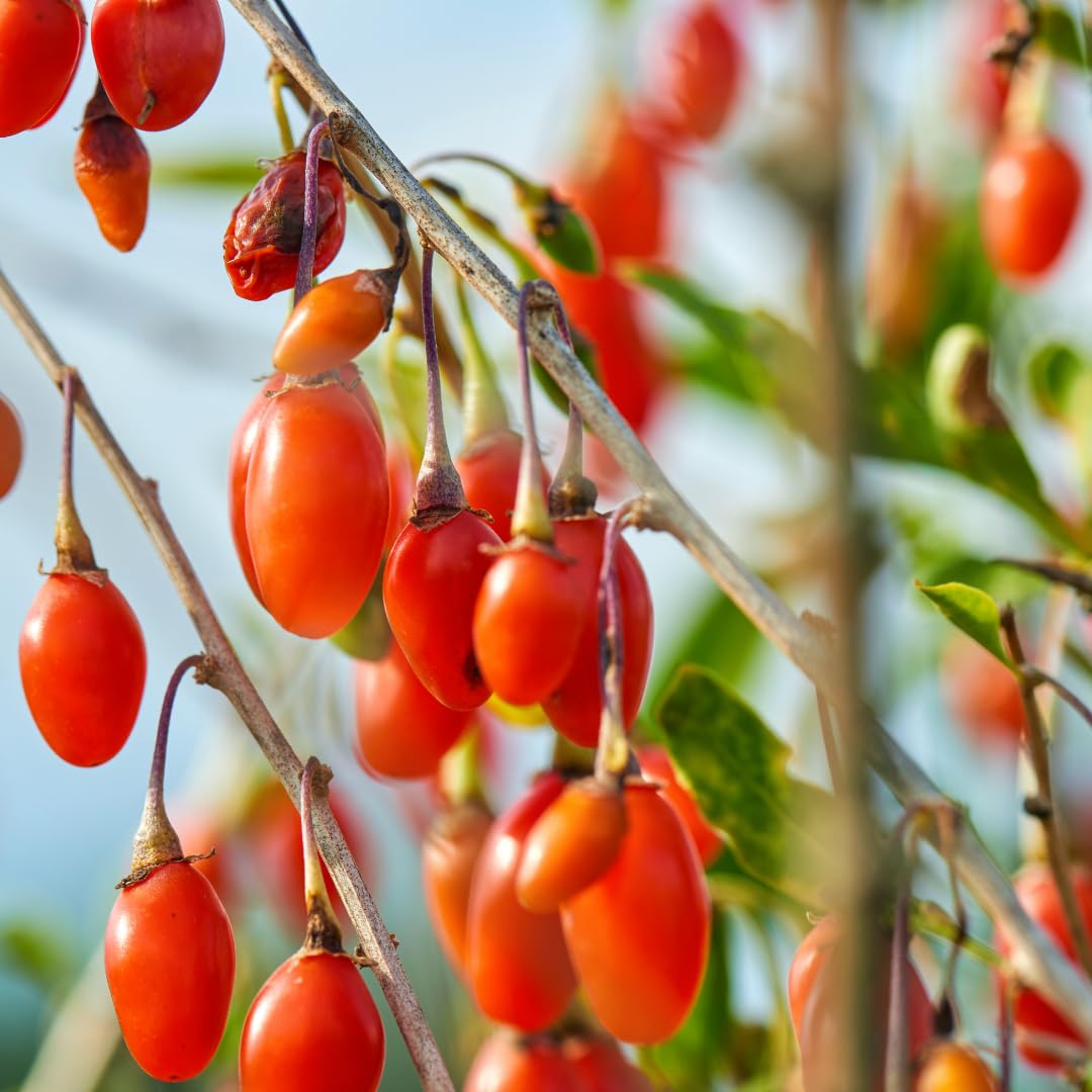 Live Red Goji Berry Plant, Goji Berry Bush, Sweet Fruit, 3-5 Inches Tall for Planting, No Pot