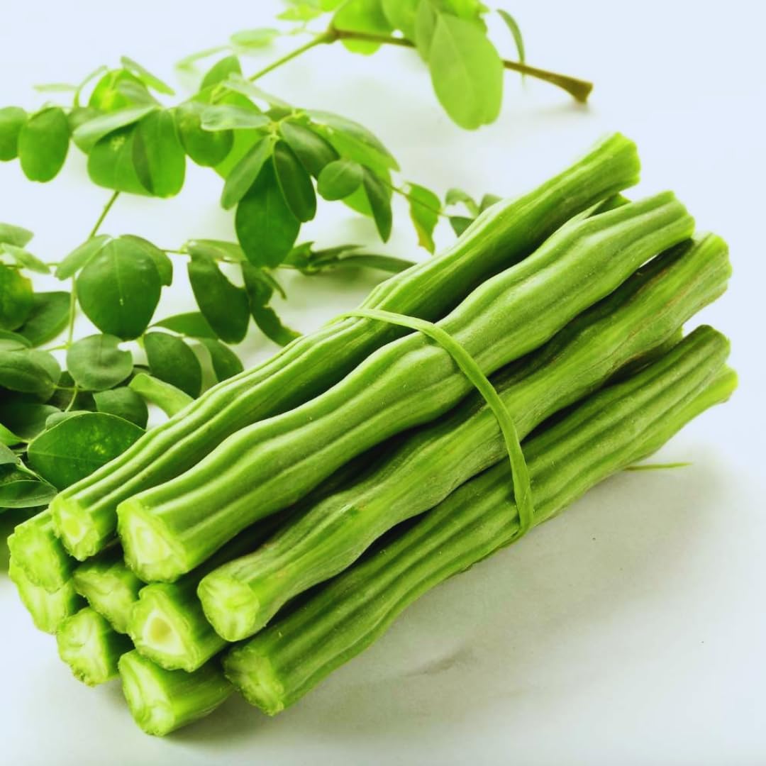 2 Moringa Trees Live Plants, Moringa Oleifera Drumstick Plant Live, 4 Inc Pot, Herb Garden Planting