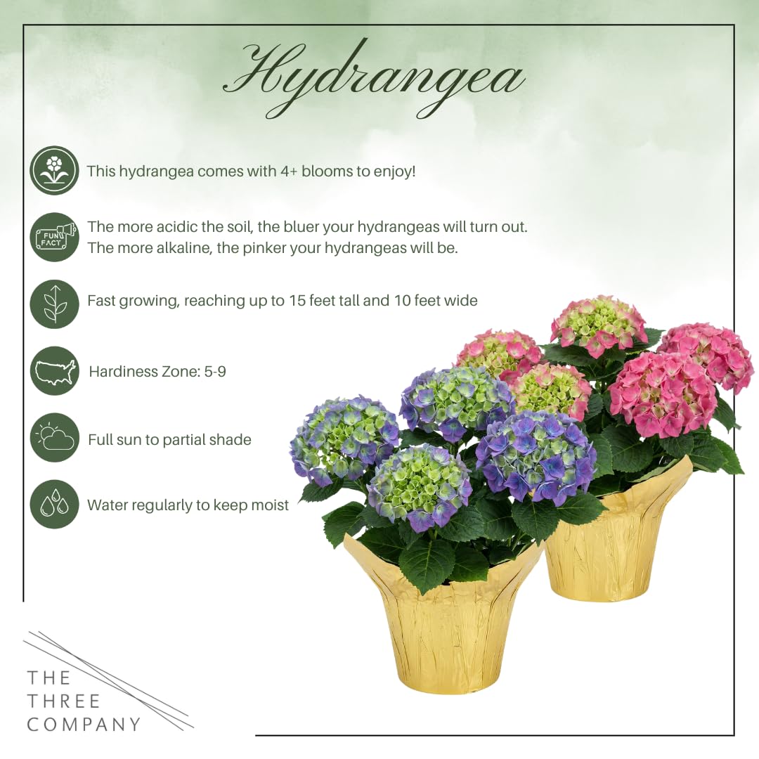 Live Flowering Hydrangea - Shades of Pink, 3+ Beautiful Blooms, 1.5 Qt Pot with Deco Cover, 12" Tall by 8" Wide