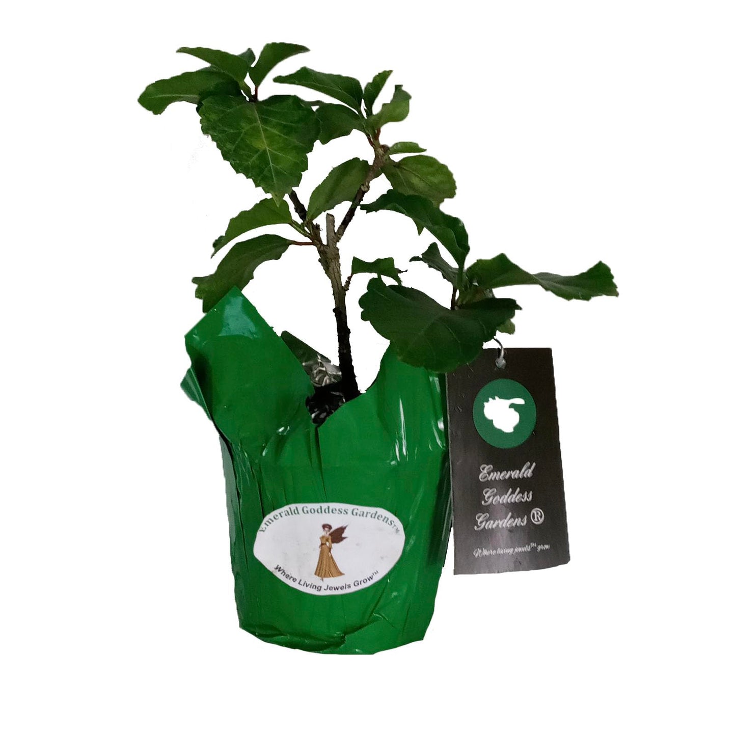 Elephant Ear - Exotic Tropical Hibiscus rosa-sinensis Hybrid - Live Plant - Fancy Double Cream White Pastel Pink Flower - Emerald Goddess Gardens - Starter Sz 4 Inch Pot