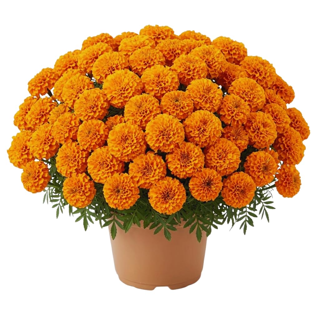 Set 2 Orange Marigold Live Plants, Marigold Plants Live Potted, Marigold Flowers Live Plants