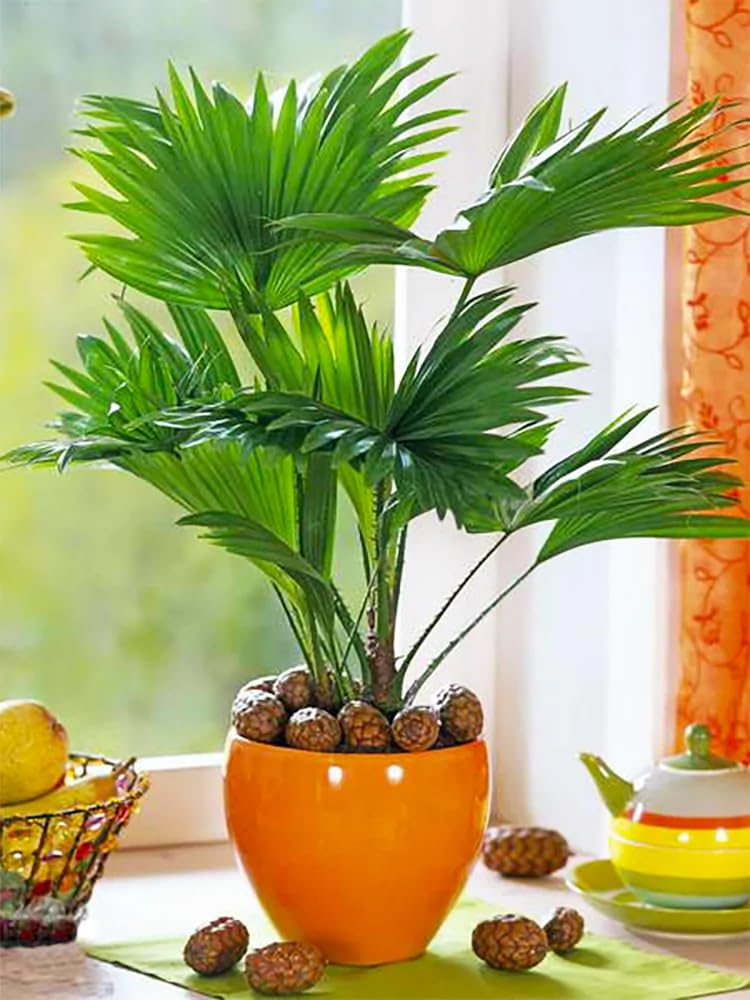 KIRA SEEDS - Seeds Chinese Fan Palm Livistona - Growing Indoor - Perennial Tree for Planting