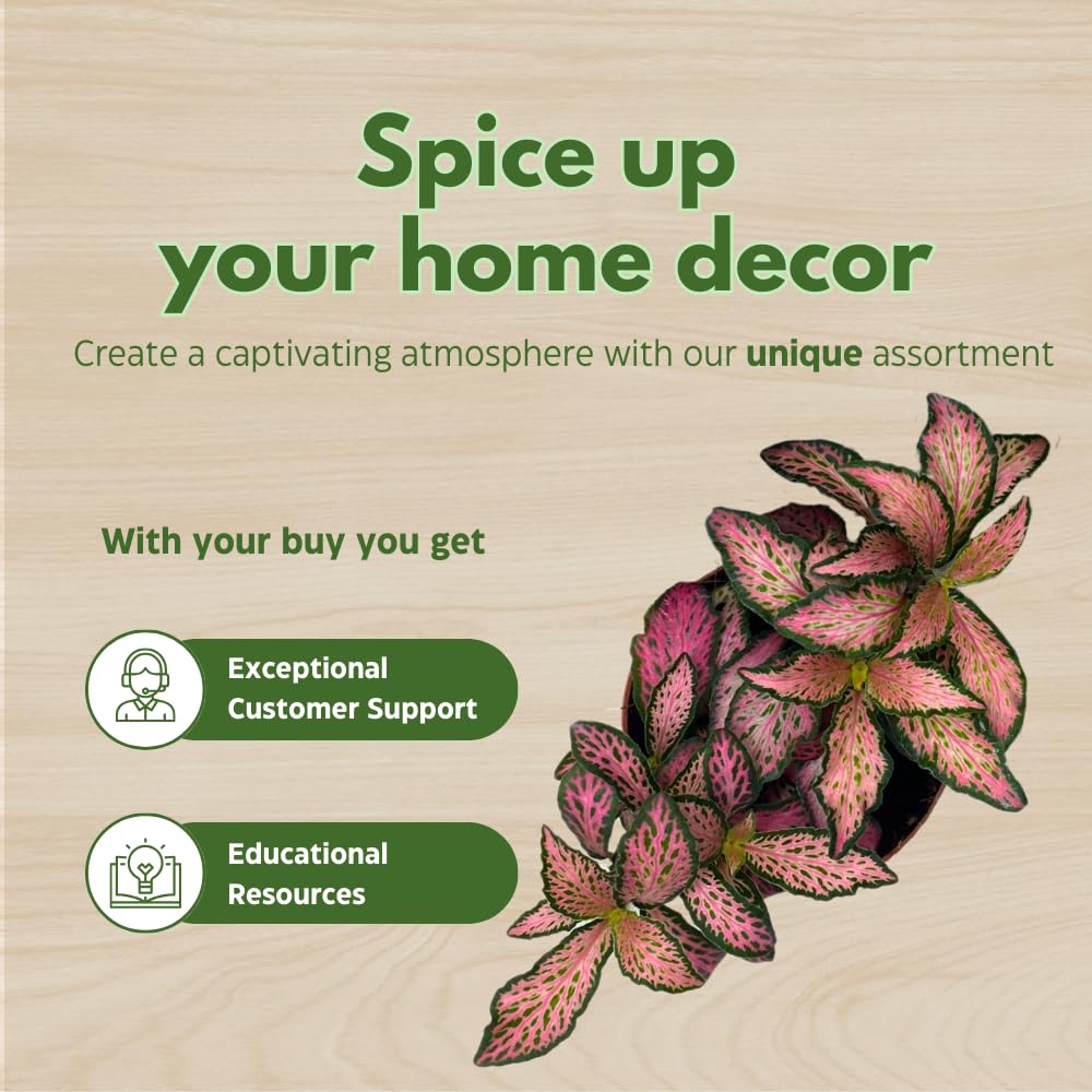 BubbleBlooms Fittonia Assortment 2 inch Pots Set of 3 Never Plant