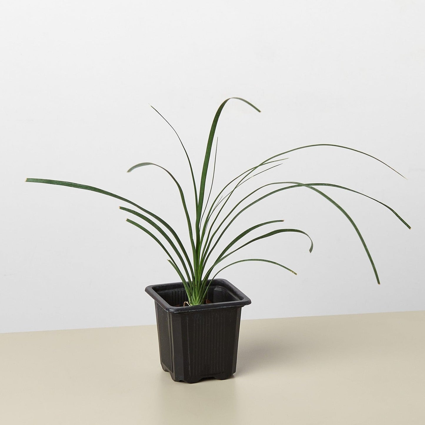 Palm 'Ponytail' | Live Plant for Indoor & Outdoor | for Living Room, Office, Bathroom | (3" Pot)