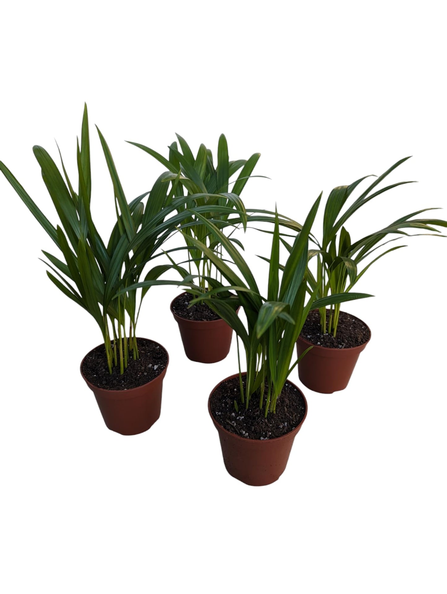 Live Areca Palm Plants, 4 Inch Pots, Indoor House Plants, Set of 4