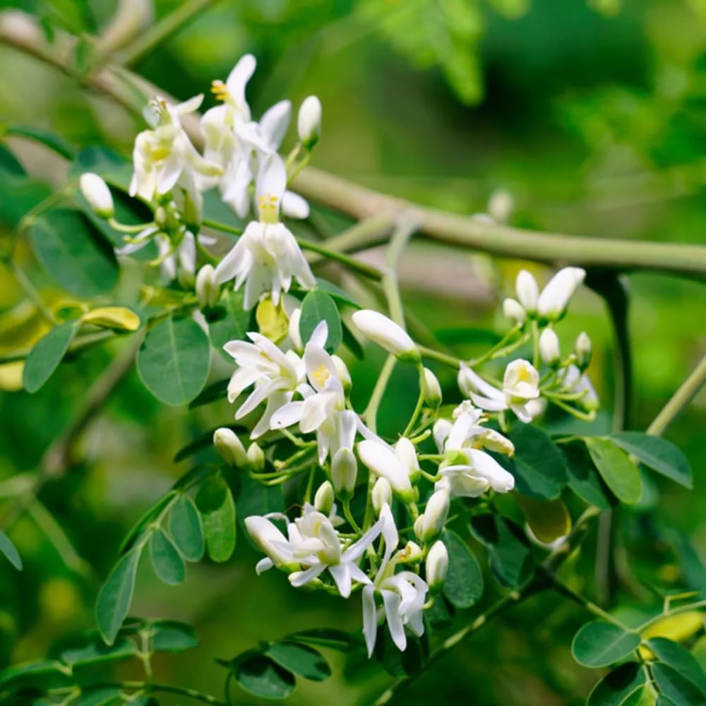 Moringa Plant Live, Moringa Oleifera Live Plant 4” Potted, Fast-Growing Tree for Indoor Outdoor Gardens