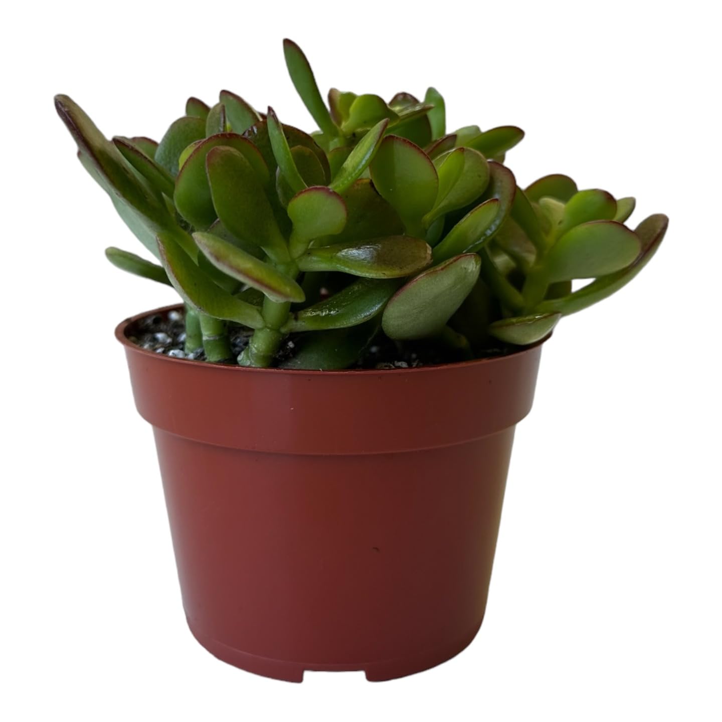 Live Plant, Jade Plant, Crassula Ovata 4 inch Pot - Succulents - Hopewind Plants Shop