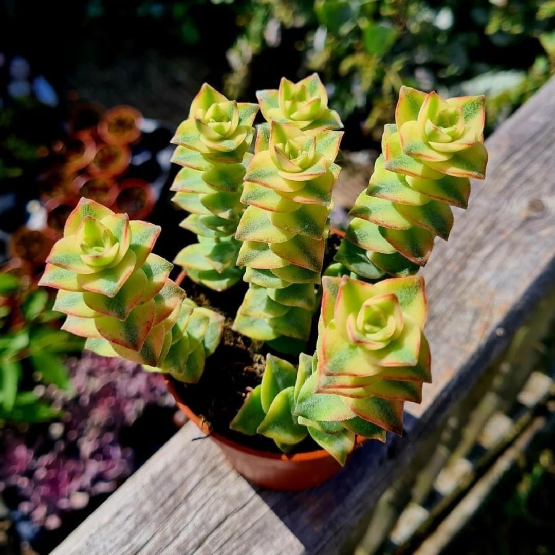 Variegated String of Buttons Live Plants, Easy Indoor Trailing Succulent in 2.5" Pot, Hanging Succulent Houseplant Indoor Outdoor Planting