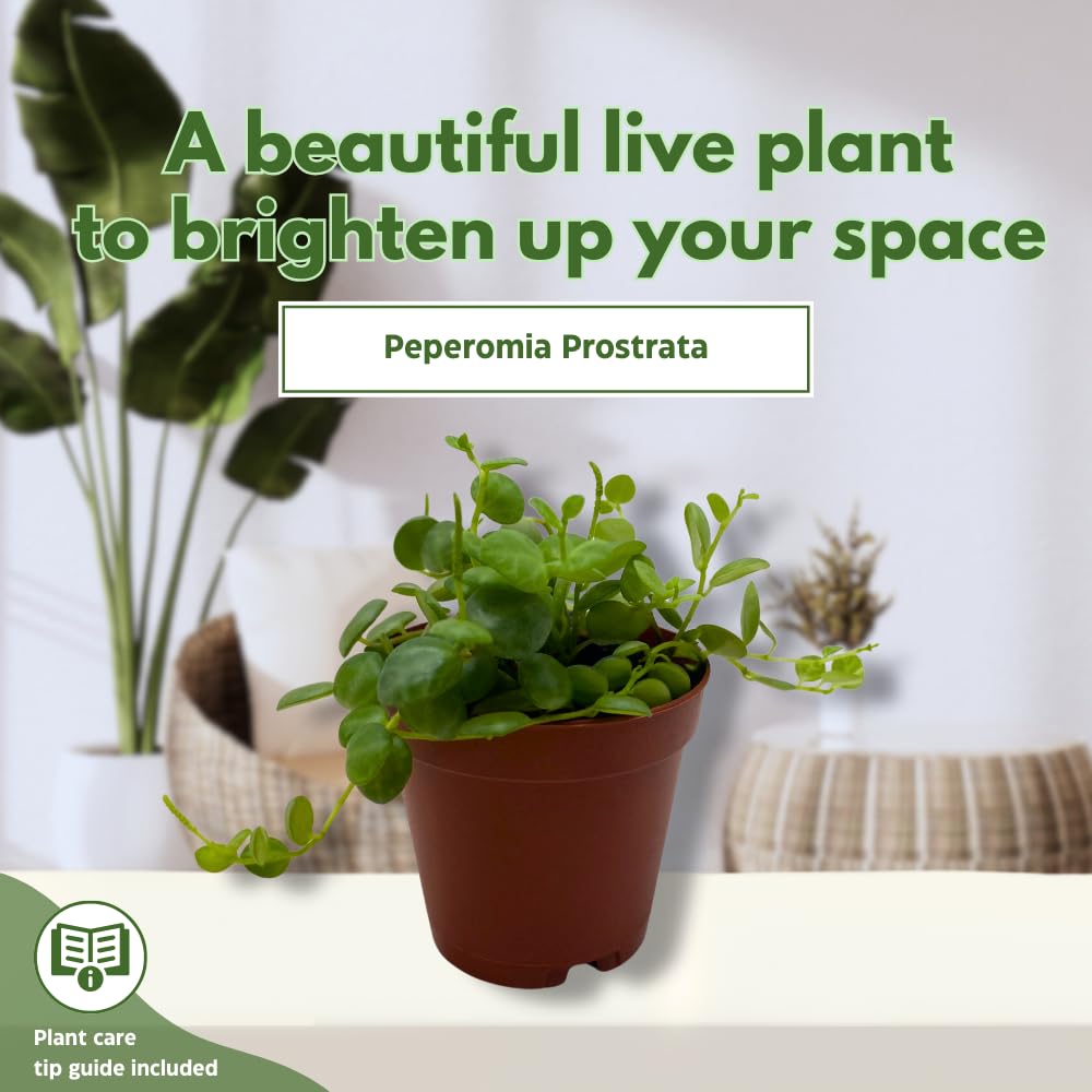 BubbleBlooms String of Turtles, 2 inch Set of 3, Peperomia prostrata Tiny Mini Pixie Plants