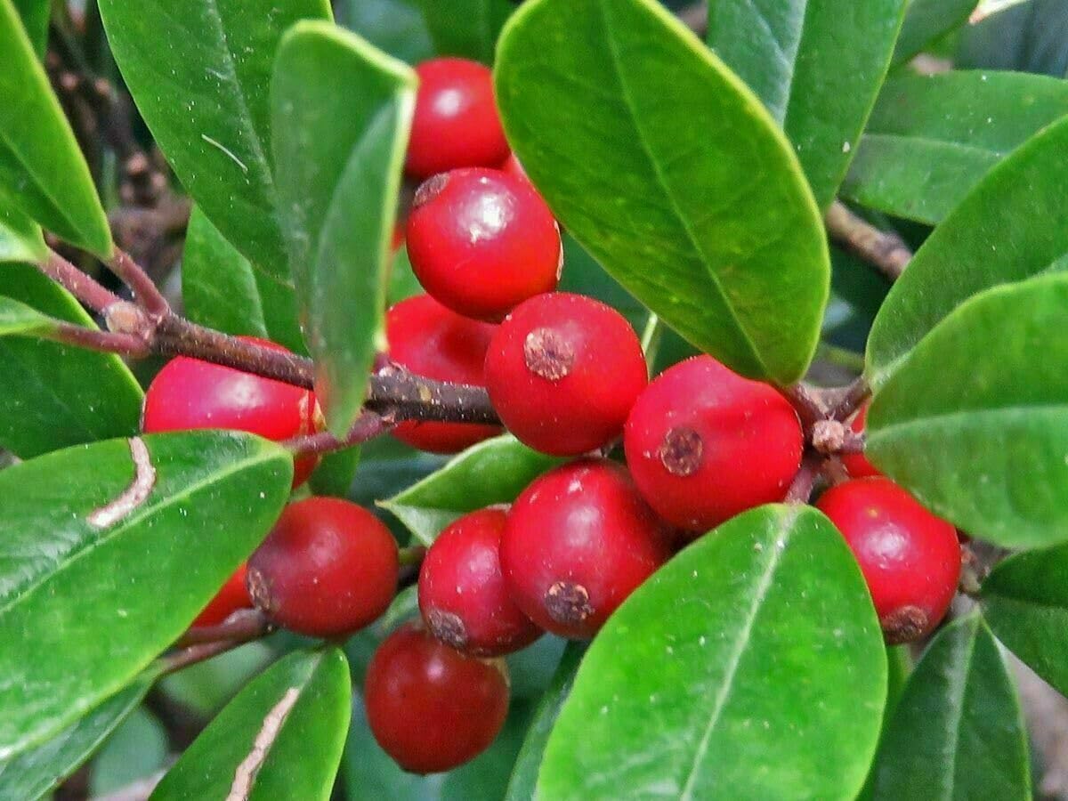 Live Plant - 2 Foster Holly Trees/Shrubs - Live Plants - 6-12" Tall Seedlings - Quart Pots