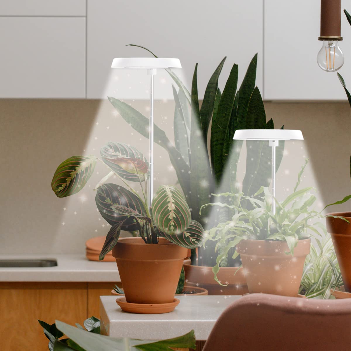 GYTF 2 Pack Halo Plant Grow Light, 6000K White LED Full Spectrum Growing Lamp for Indoor Plants, Succulents, Mini Bonsai, Small Plants, Height Adjustable, Dimmable & Timer 4/8/12/18Hrs