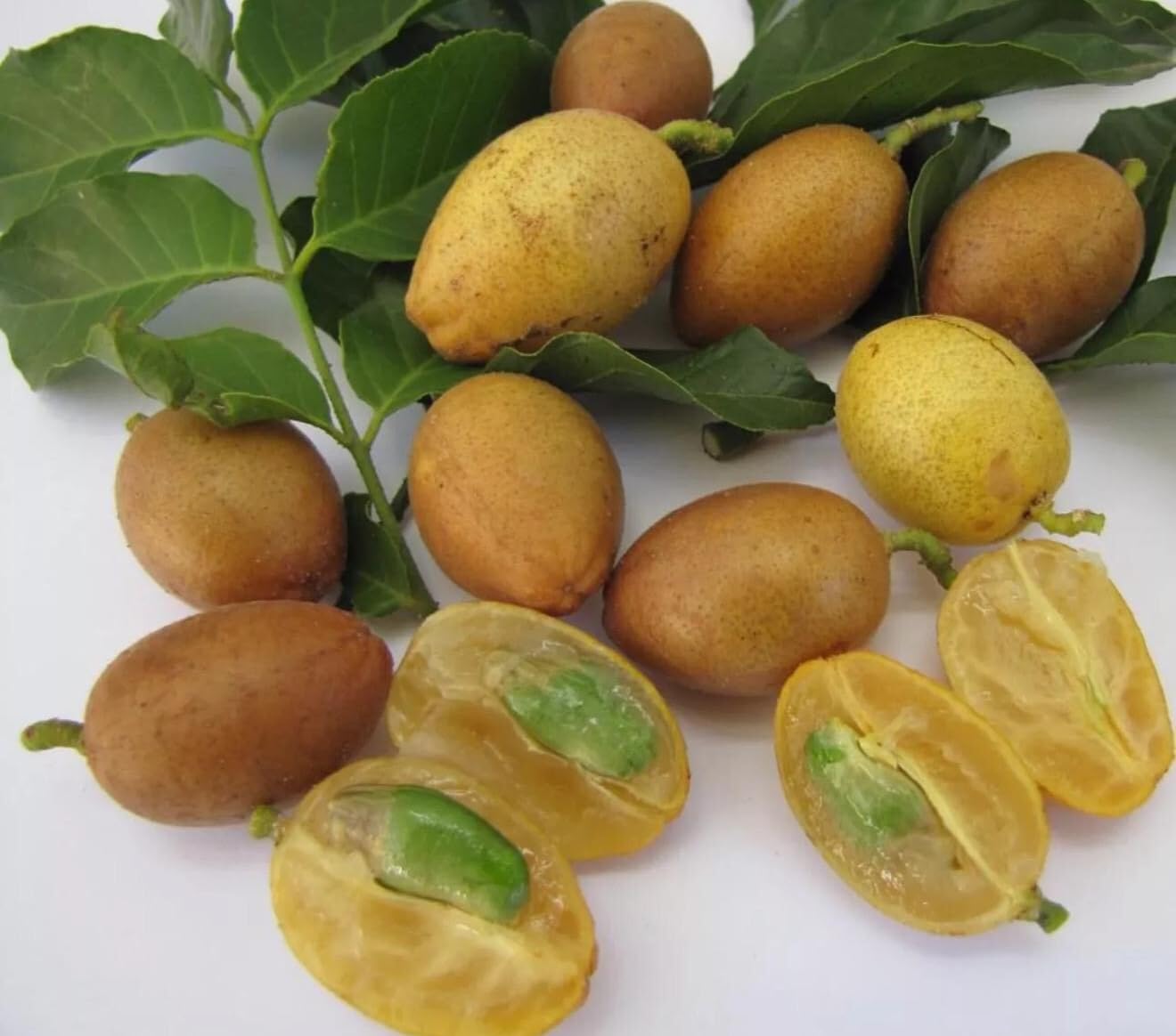 Big Wampi (clausena lansium) Wampee Tropical Live Fruit Tree (2-3ft) Plant