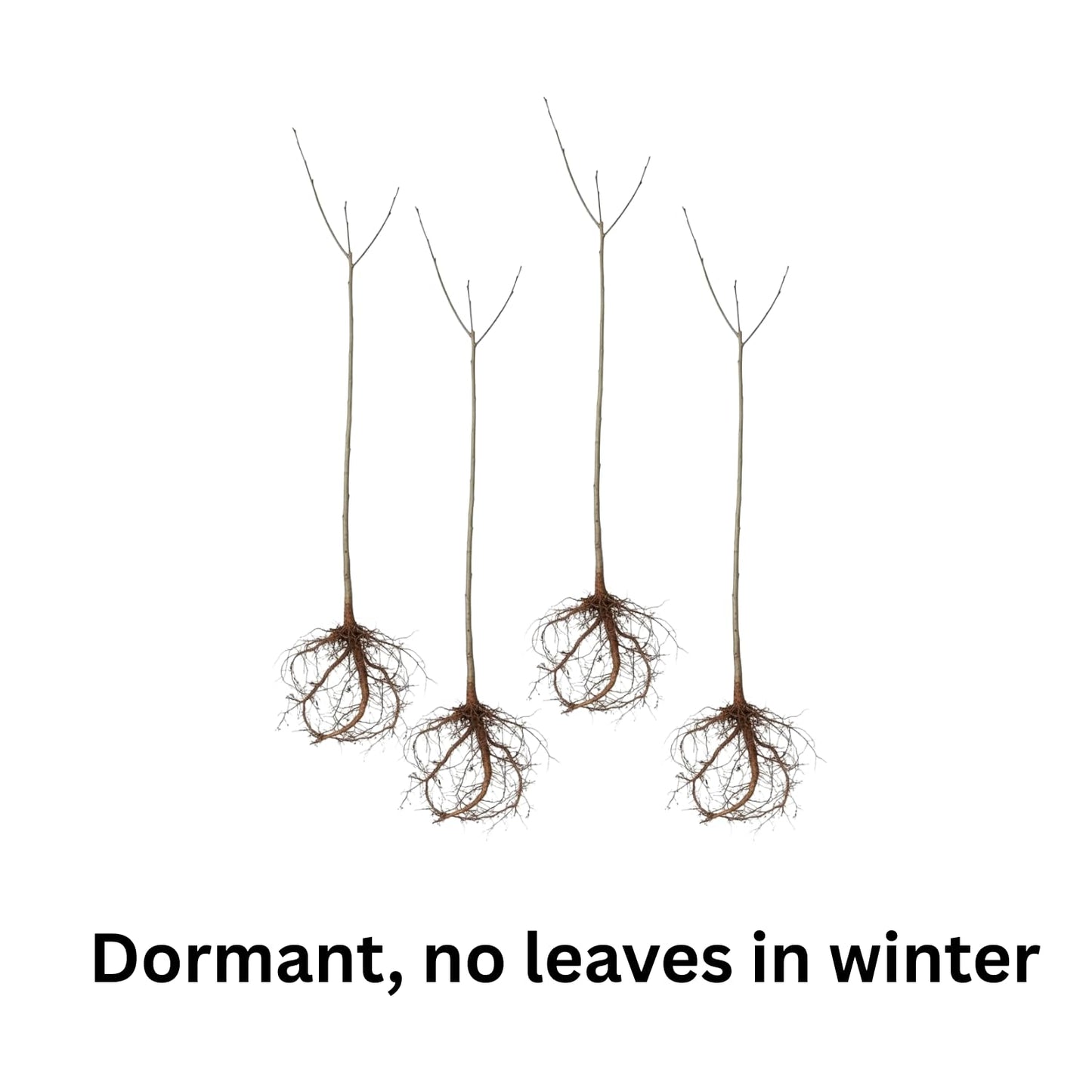 4 Willow Oak Tree Seedlings 1-1.5 Feet Tall, Hardy Shade Trees, Fast-Growing Oak Tree for Growing Outdoor, Winter Dormant