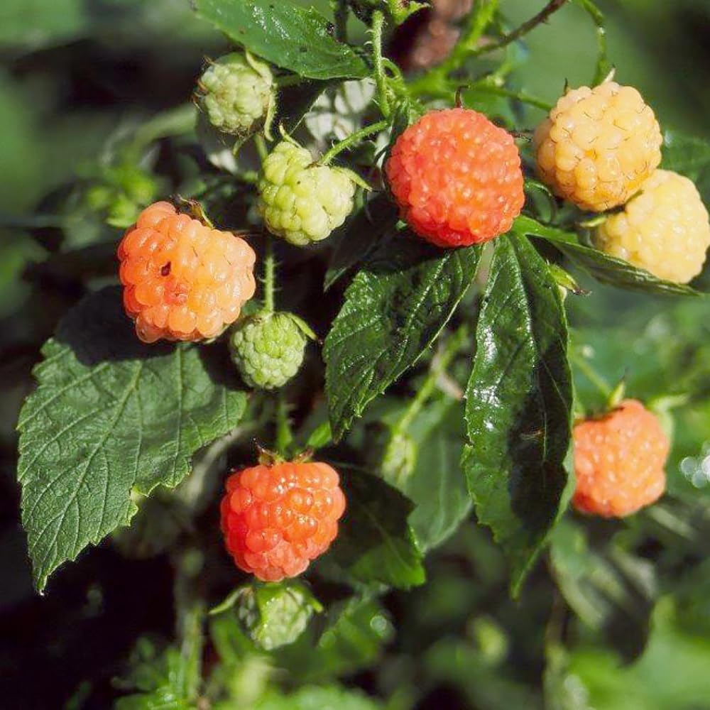 2 Fall Gold Raspberry Plants Live, Sweet Raspberry Bush Shrub to Grow, Well-Rooted 4-8" in Tall, Cold Hardy