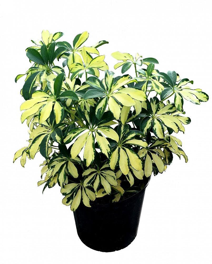 RedCrocus - RedCrocus Trinette Umbrella Plant Schefflera arboricola Variegated Indoor Outdoor Foliage Decor 10" Pot
